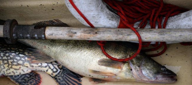 oltre-80-tonnellate-di-pesce-in-un-anno