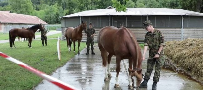 i-cavalli-di-hefenhofen-saranno-venduti-giovedi