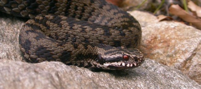 Serpenti Ecco Come Distinguere Quelli Velenosi In Ticino