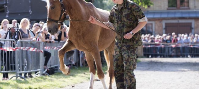 turgovia-animalisti-acquistano-la-maggior-parte-dei-cavalli-maltrattati