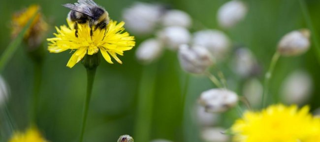 il-lavoro-delle-api-in-svizzera-vale-350-milioni-di-franchi-all-anno