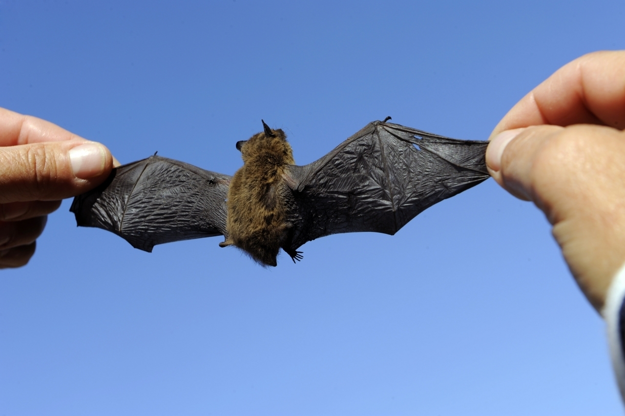 Scoperto Un Pipistrello Gigante Che Camminava Su 4 Zampe Laregione