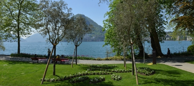alberi-contro-gramigna