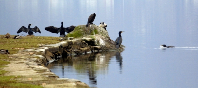 i-cormorani-stanno-devastando-il-lago