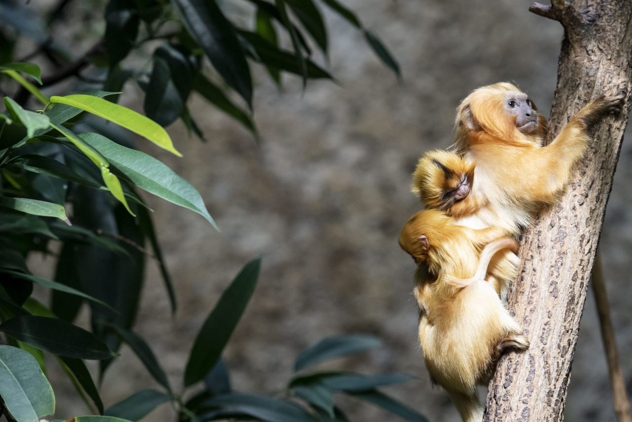 Nati Allo Zoo Di Zurigo Due Cuccioli Di Scimmia Leonina Laregione
