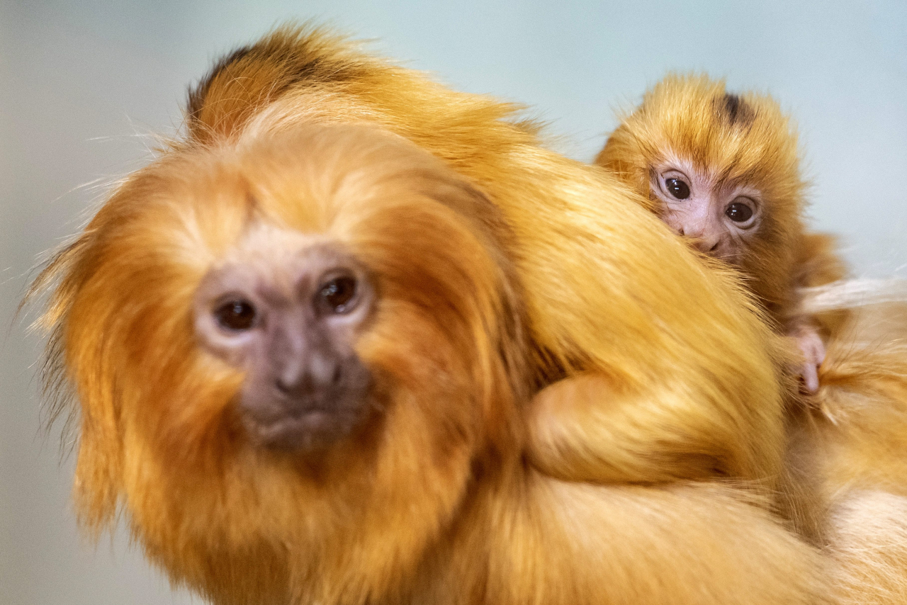 Nati Allo Zoo Di Zurigo Due Cuccioli Di Scimmia Leonina Laregione
