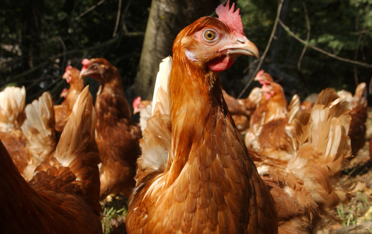 Aver Trovato La Gallina Dalle Uova D'oro