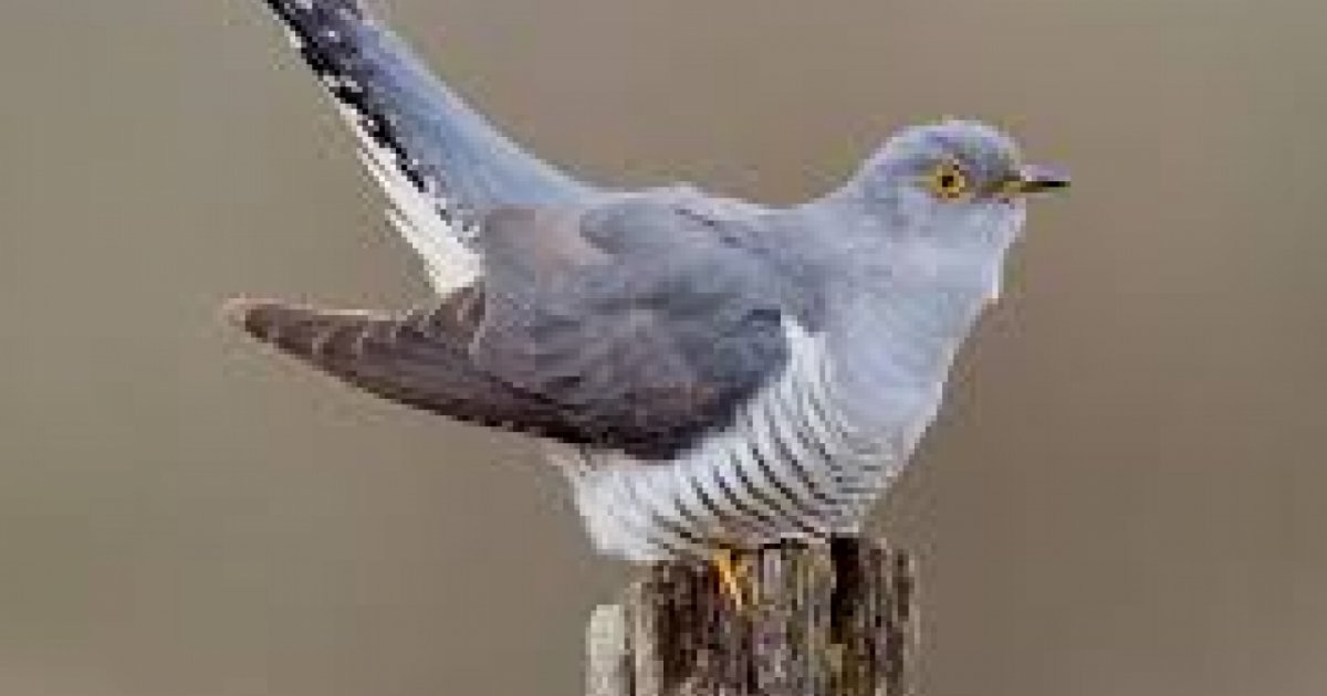 Segnalate La Presenza Di Uccelli Migratori Laregione