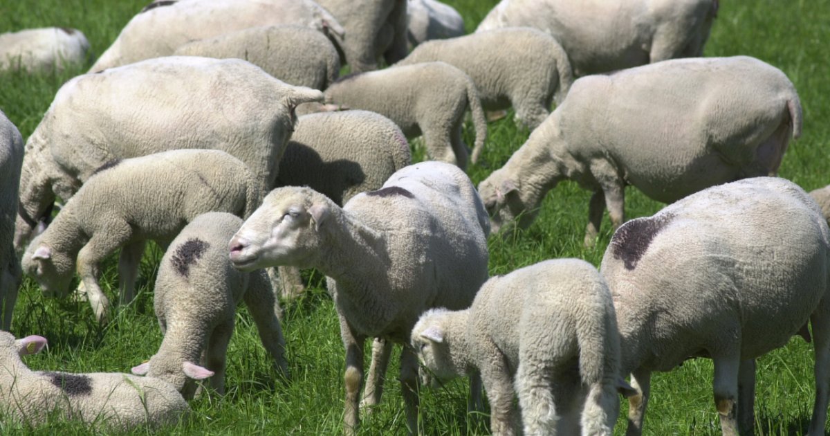 Stabio Pecore Illegali Sul Confine Laregione