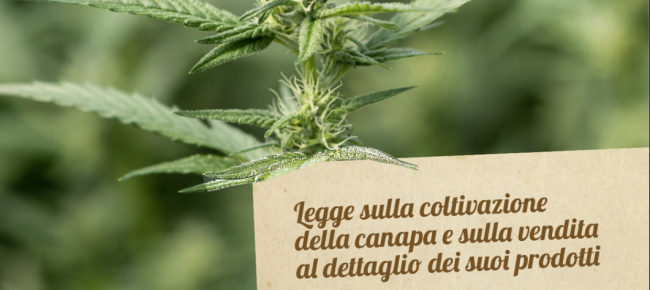 quell-insopportabile-odore-di-canapa