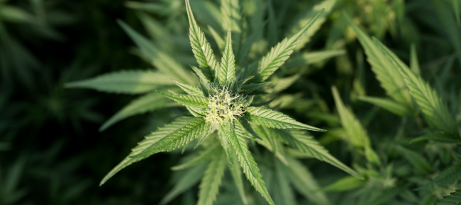 tenore-di-thc-nella-canapa-i-calcoli-non-sono-sballati