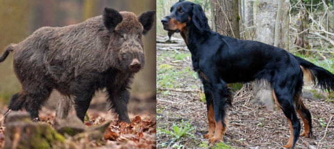 scambia-un-setter-gordon-per-un-cinghiale-e-lo-uccide