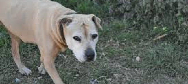 francia-donna-incinta-uccisa-da-un-branco-di-cani