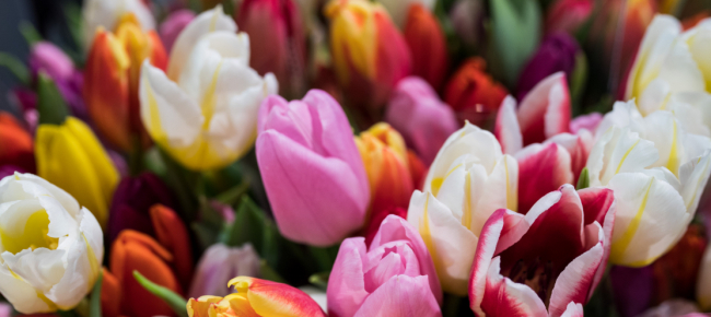 Ascona Mille Tulipani Bianchi E Rosa Per La Vita