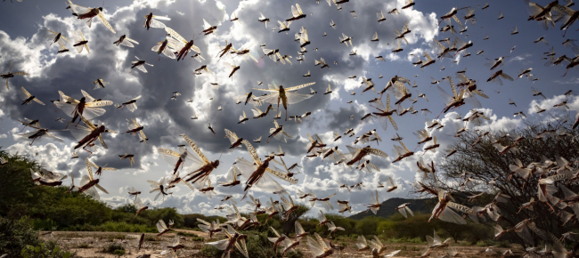 Il Pam 43 Milioni Rischiano La Fame Nei Prossimi Tre Mesi In Africa Laregione