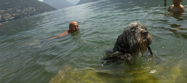 confine-l-ultima-sono-i-cani-bagnino