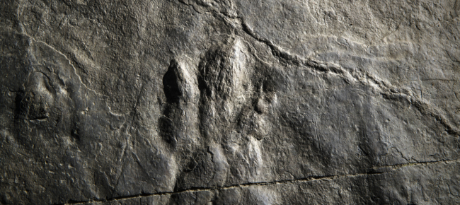 trovate-tracce-di-dinosauro-kayentapus-nel-sud-della-cina