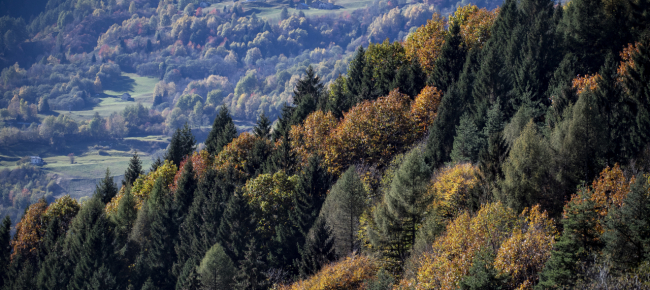 il-bosco-fa-respirare-l-europa