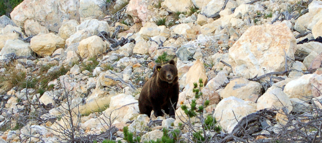 verbania-l-orso-ha-fatto-la-sua-apparizione