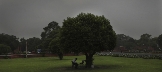 salvato-in-india-albero-gigantesco-vecchio-di-400-anni