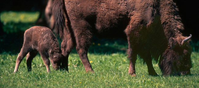 nasce-il-primo-vitello-di-bisonte