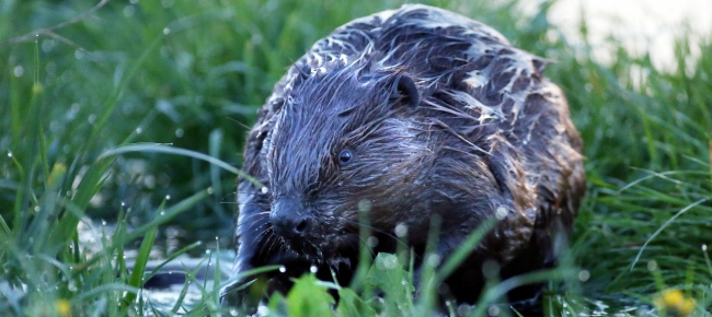 Triplicato Il Numero Di Castori Nel Canton Zurigo Laregione