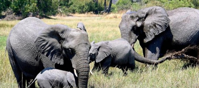 e-mistero-sulla-morte-di-oltre-350-elefanti-in-botswana
