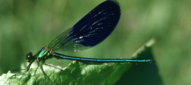 la-cinquantunesima-libellula-della-grande-caricaie