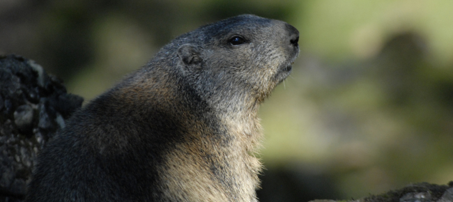marmotte-scavano-e-rendono-una-diga-instabile