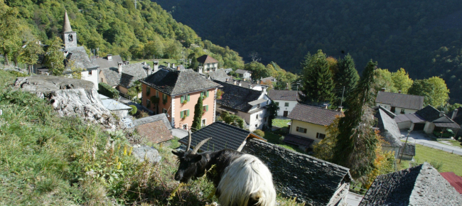 lavizzara-due-crediti-per-gli-alpi-di-menzonio-bolla-e-froda