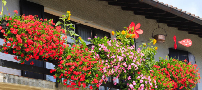 coloriamo-il-ticino-con-tutta-la-bellezza-delle-piante-in-fiore
