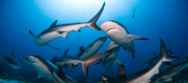 arriva-il-shark-day