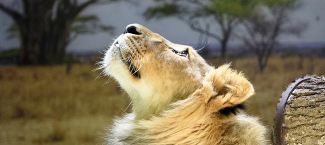 un-giovane-leone-allo-zoo-di-servion