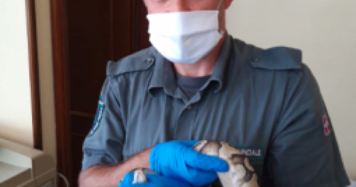 VCO, fa pipì e si ritrova un pitone nel water laRegione.ch