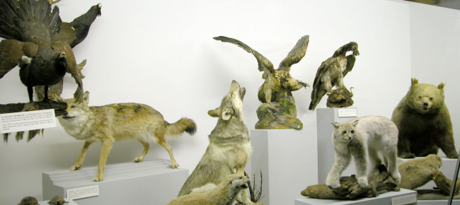 gli-animali-scomparsi