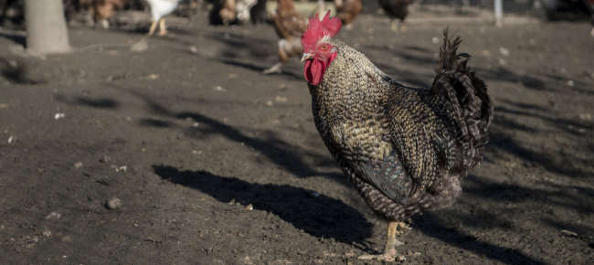 gallo-canta-all-alba-166-euro-di-multa-al-padrone