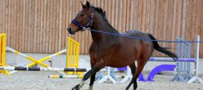 cavallerizza-muore-durante-una-lezione-di-salto