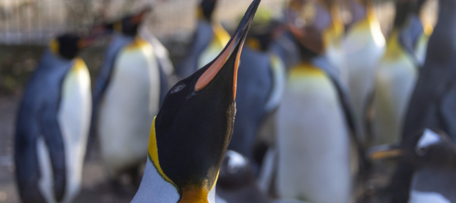 undici-nuove-colonie-di-pinguini-in-antartide