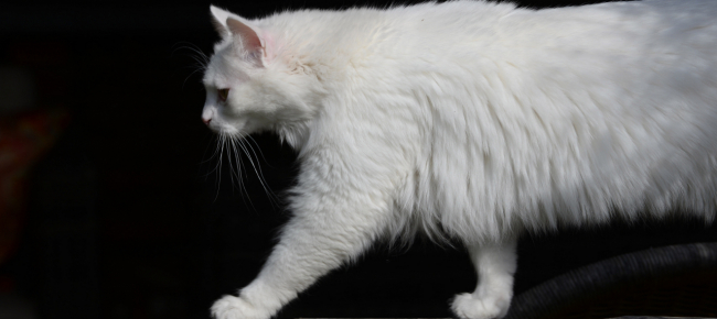 tutti-i-benefici-dell-avere-un-gatto-per-amico
