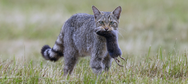 il-gatto-selvatico