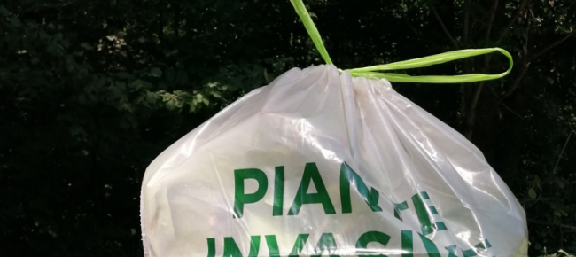 in-valle-di-blenio-arrivano-i-sacchi-per-le-piante-invasive