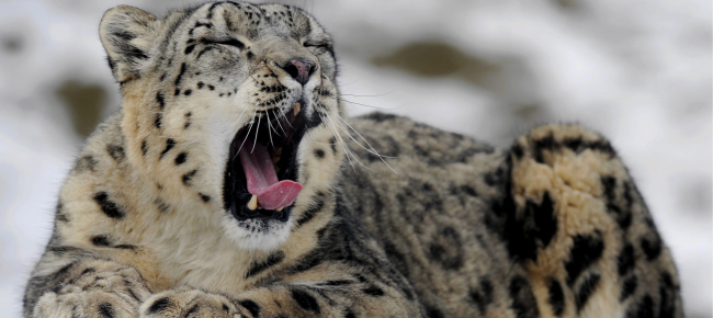 allo-zoo-di-zurigo-e-morto-il-leopardo-delle-nevi