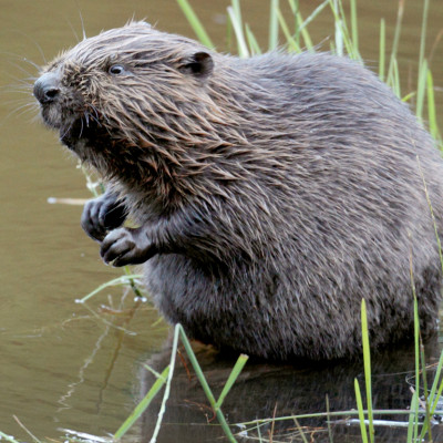 Contadino Condannato Per Aver Distrutto Una Diga Di Castori Laregione