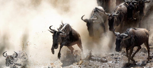 chiuso-il-campeggio-che-impedisce-la-migrazione-degli-gnu