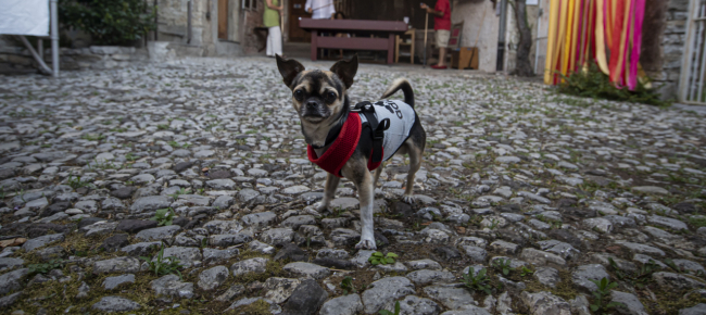 un-cane-o-un-amico