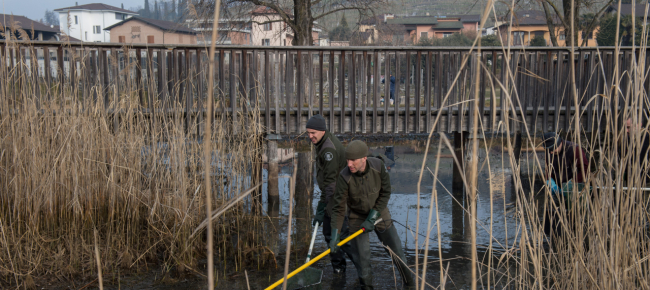 troppe-piante-invasive-e-pesci-rossi-nello-stagno-del-pa