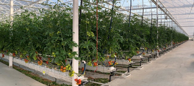 quando-l-agricoltura-incontra-l-innovazione