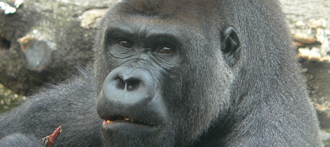 gorilla-di-200-kg-attacca-una-guardiana-allo-zoo-di-madrid