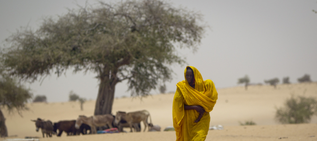 piu-alberi-del-previsto-nel-sahara-occidentale-e-nel-sahel