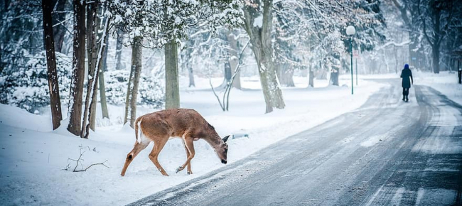 Gli Scontri Con La Selvaggina Costano 50 Milioni L Anno Laregione